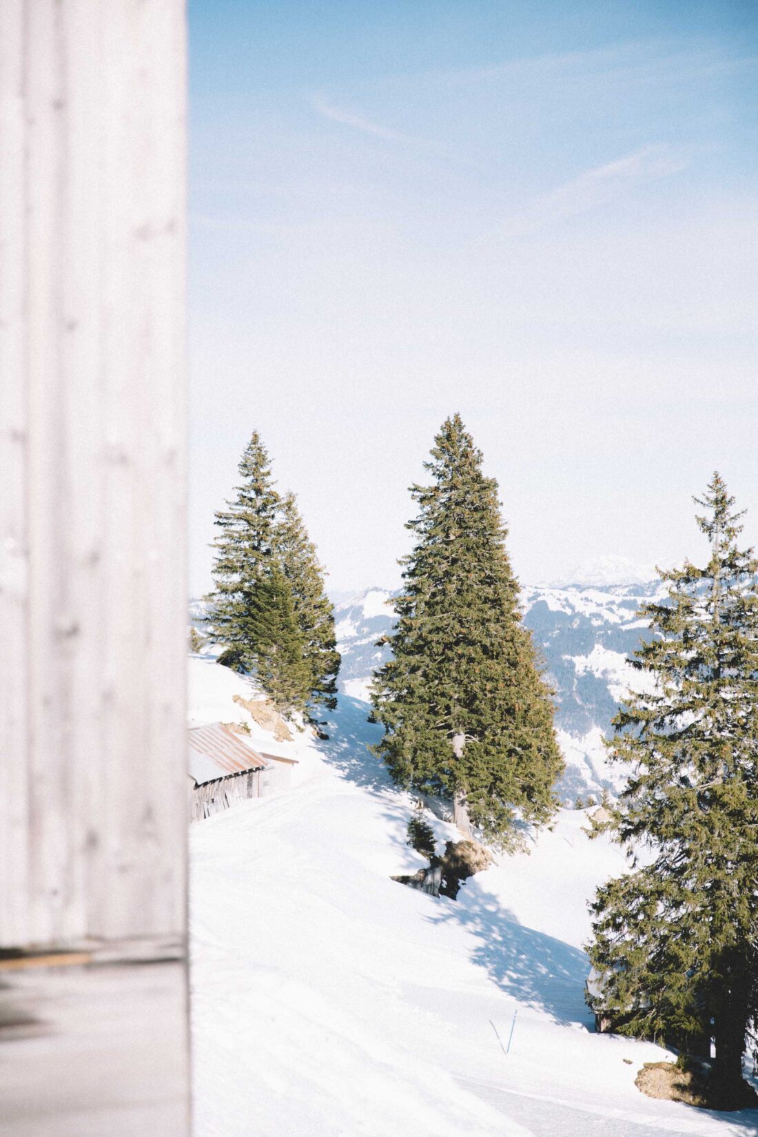 Mount Rigi Scheidegg Pine Trees covered in snow.